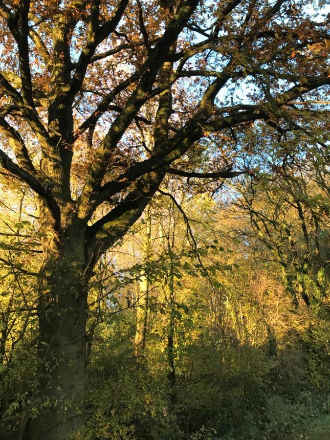 La Suite Cosy - Votre Pause Arborée La Bruyere Exterior foto